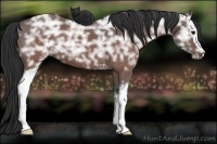 Horse Color:White Spotted Brown Ice 