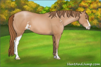 Horse Color:Bay Pearl Sabino