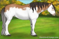 Horse Color:Bay Splash Frame 