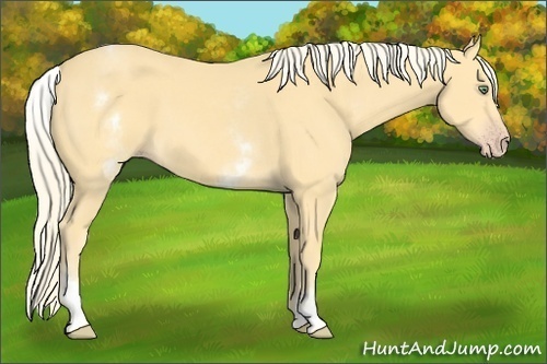 Horse Color:White Spotted Gold Cream Champagne 