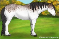 Horse Color:White Spotted Bay 