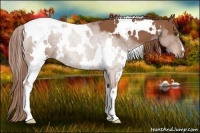 Horse Color:White Spotted Chestnut 