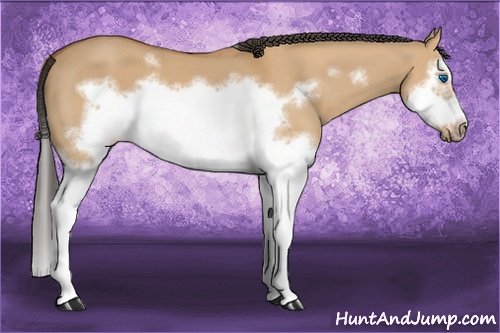 Horse Color: Bay Dun Splash Frame 