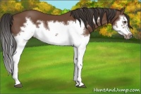 Horse Color:Bay Splash Frame 
