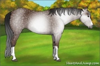 Horse Color:Gray Bay Splash Frame 
