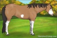Horse Color:Bay Splash Frame 