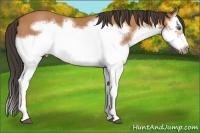 Horse Color:Bay Splash Frame 
