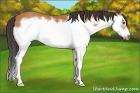 Horse Color:Bay Splash Frame 