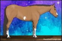 Horse Color:Bay Splash Frame 