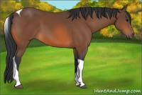 Horse Color:Bay Tobiano 