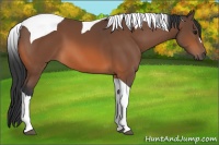 Horse Color:Bay Tobiano 
