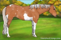Horse Color:ERROR: UNKNOWN ANOMALY