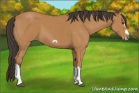 Horse Color:Bay Splash Frame 