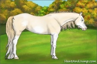 Horse Color:Buckskin Pearl Splash Frame 