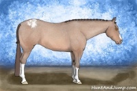 Horse Color:Amber Champagne Appaloosa 