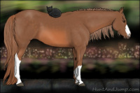 Horse Color:Liver Chestnut 