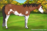 Horse Color:Bay Splash Frame 
