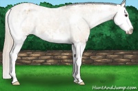 Horse Color:White Spotted Palomino Ice Splash Varnish 