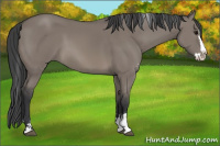 Horse Color:Grullo Sabino Splash
