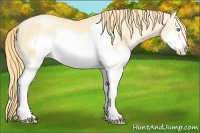 Horse Color:Buckskin Pearl Splash Frame 
