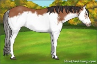 Horse Color:Bay Splash Frame 