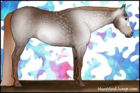 Horse Color:Gray Chestnut 