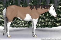 Horse Color:Bay Dun Splash 