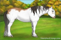 Horse Color:Bay Splash Frame