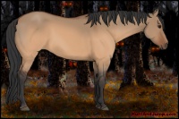 Horse Color:Brown Dun Rabicano 