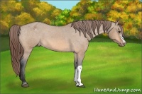 Horse Color:Bay Dun Appaloosa 