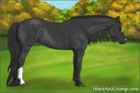 Horse Color:Black Rabicano 