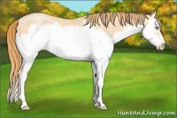 Horse Color:Buckskin Pearl Splash Frame 