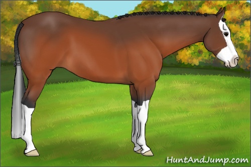 Horse Color: Brown Splash 