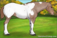 Horse Color:Chestnut Tobiano Appaloosa 