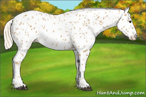 Horse Color: Palomino Leopard 
