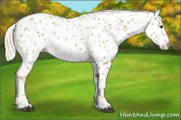Horse Color:Palomino Leopard 