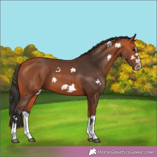 Horse Color:Bay Splash Frame and Chestnut