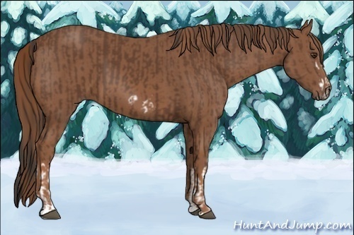 Horse Color:Bay Splash Frame and Chestnut