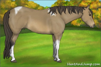 Horse Color:Buckskin Tobiano