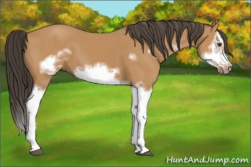 Horse Color:Unknown 