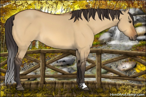 Horse Color: Buckskin Dun 