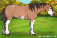 Horse Color:Bay Roan Splash Frame 