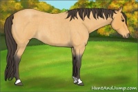 Horse Color:Buckskin Roan 