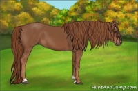 Horse Color:Chestnut Sabino 