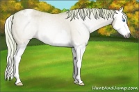 Horse Color:Gray Watercolor Palomino Dun Splash Blanket Rabicano 