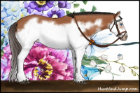 Horse Color:Bay Splash Frame