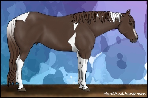 Horse Color: Liver Chestnut Sabino Tobiano 