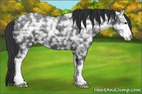 Horse Color:Black Ice Sabino