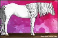 Horse Color:White Spotted Brown 
