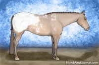 Horse Color:Amber Champagne Snowcap 